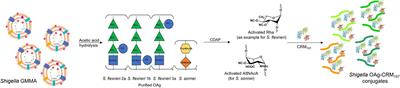 Comparison of Shigella GMMA and glycoconjugate four-component formulations in animals